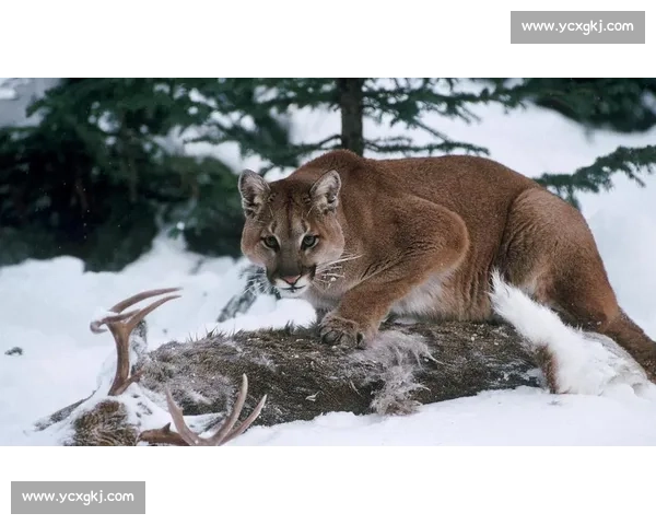 美洲豹与美洲狮巅峰对决丛林王者力量智慧全面较量生存领地终极博弈
